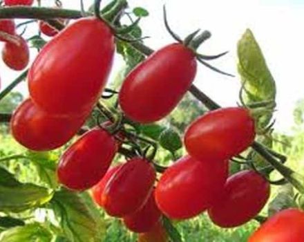 Beskrivning av tomatsorten Elf f1, funktioner för odling och skötsel