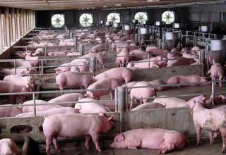 Systems and methods of keeping pigs at home for beginners