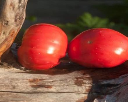 Description of the tomato variety Handsome meaty and its characteristics