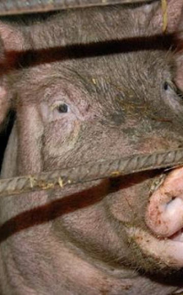 Razões pelas quais um porco não come após o parto e o que fazer, métodos de tratamento