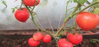 Descrição da variedade de tomate Smoothie e suas características