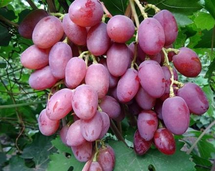 Descrição e tecnologia de cultivo de uvas Ruta