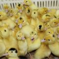 Why ducklings die at home and how to save, how to treat