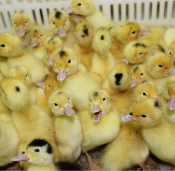 Wann und in welchem ​​Alter können Entenküken im Freien freigelassen und schwimmen gelassen werden?
