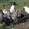 Đặc điểm và mô tả của giống gà Pushkinskaya, quy tắc duy trì
