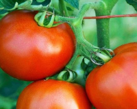 Beskrivning av tomatsorten Emperor F1, dess utbyte