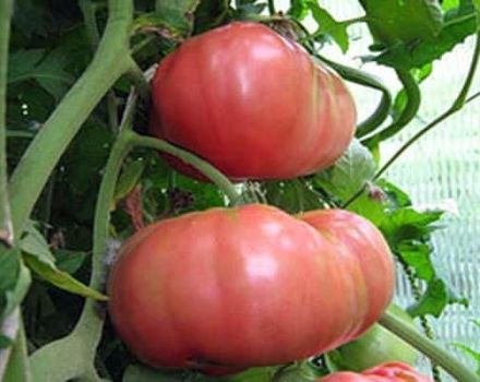 Description de la variété de tomate Commandant du régiment, ses caractéristiques et sa culture