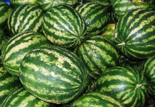 Características e descrição da variedade de melancia Produtor: cultivo, coleta e armazenamento
