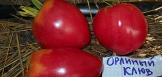 Характеристики и описание на сорта домат Клюн на орел, неговият добив
