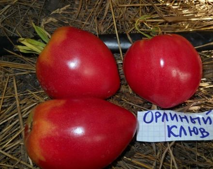 Characteristics and description of the tomato variety Eagle's beak, its yield