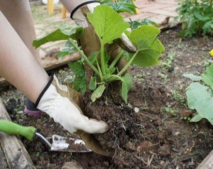 Wie man einen Kürbis während der Blüte und Fruchtbildung auf freiem Feld füttert