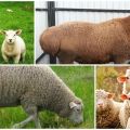 Bir koç ile koyun arasındaki fark nedir ve bir dişi ile bir erkeğin nasıl tanınacağı