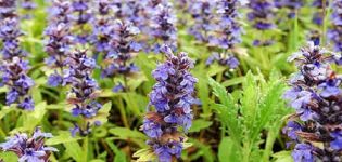 Regeln für das Pflanzen und Pflegen von Salvia, Beschreibung von 25 Sorten und Arten