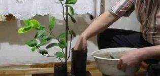 Как да подготвим лимонена почва у дома и оценка на най-добрите производители на почвата