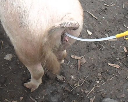 Types et méthodes d'insémination artificielle des porcs à domicile