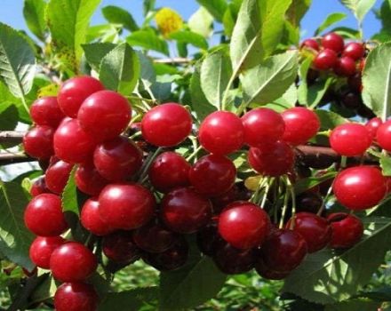 Περιγραφή, πλεονεκτήματα και μειονεκτήματα της πίτας Alice, καλλιέργεια ποικιλιών και κανόνες φροντίδας