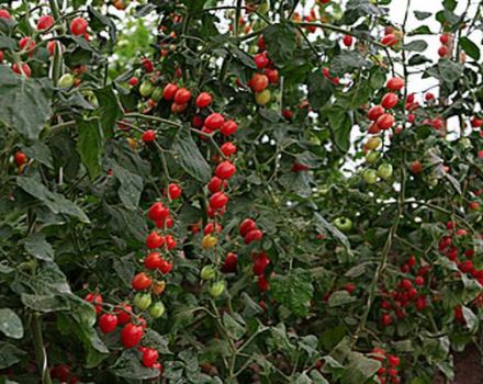 Egenskaber og beskrivelse af tomatsorten Rosin, anmeldelser og udbytte