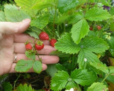 Beschreibung und Feinheiten des Anbaus von Erdbeeren der Sorte Ruyan