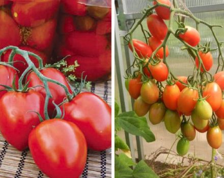 Mô tả về giống cà chua Imperia và năng suất của nó