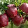 Description of the Starkrimson apple variety, species characteristics and distribution in the regions