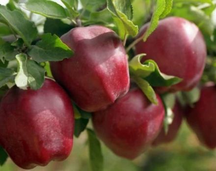 Opis odmiany jabłoni Starkrimson, cechy gatunkowe i rozmieszczenie w regionach