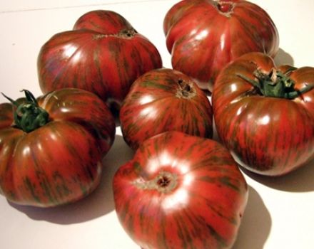 Beschreibung und Eigenschaften der Tomatensorte Gestreifte Schokolade, deren Ertrag