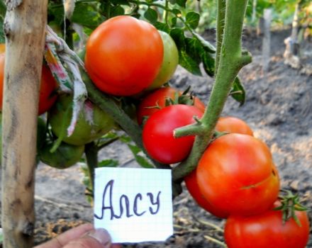 Egenskaber og beskrivelse af Alsou-tomatsorten, dens udbytte