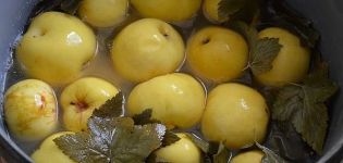 Прости стъпка по стъпка рецепти за приготвяне на кисели ябълки цели и филийки
