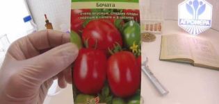Mô tả giống cà chua Bochata, đặc điểm và cách trồng