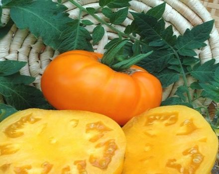 Descrição da variedade de tomate Bison yellow, suas características e cultivo