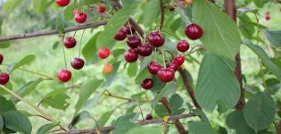 Description and characteristics of the Igritskaya cherry variety, features of cultivation and care