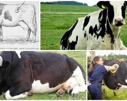 Symptome und Formen der Trommelfellnarbe bei Rindern, Behandlung zu Hause