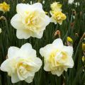 Описание и характеристики на сорта Obdam narcissus, правилата за засаждане и грижи