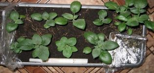 Узгој кромпира из семенки код куће, садња и нега