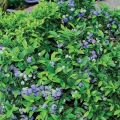 وصف وخصائص توت عنبية متنوعة Bluecrop وزرعها ورعايتها