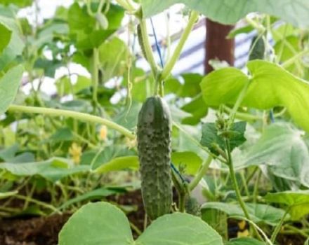Description of cucumbers of the Grandma's granddaughter variety, their cultivation