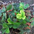 Why some strawberry bushes do not bear fruit or even bloom and what to do