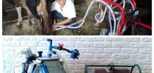 Como ordenhar adequadamente uma vaca com uma máquina de ordenha em casa