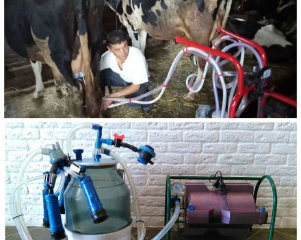 Como ordenhar adequadamente uma vaca com uma máquina de ordenha em casa
