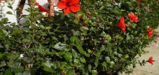 Reproducción, cultivo y cuidado del hibisco de jardín.