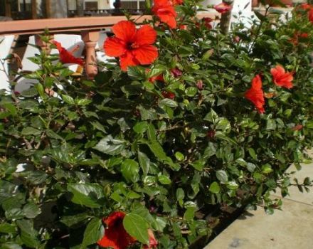 Riproduzione, coltivazione e cura dell'ibisco da giardino