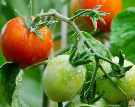 Beschreibung der Tomatensorte May Rose und ihrer Eigenschaften