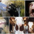 Sintomas e epizootologia da diarreia viral em bovinos, instruções de tratamento