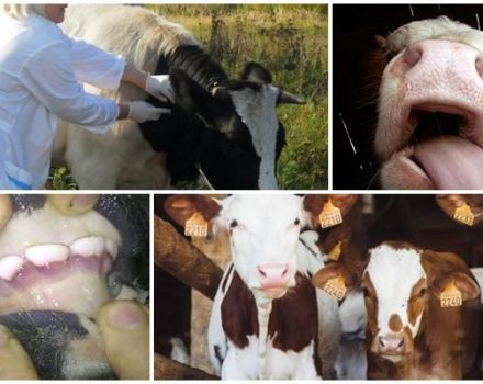 Sintomas e epizootologia da diarreia viral em bovinos, instruções de tratamento