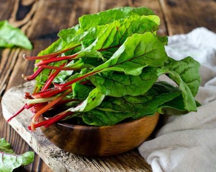 Description of the variety of leaf beet Swiss chard, features of cultivation and care