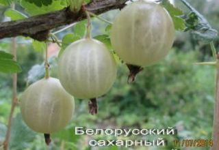 وصف صنف عنب الثعلب السكر البيلاروسي وزرعه ورعايته
