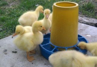 Was tun, wenn sich die Beine einer Ente auseinander bewegen und was der Grund ist?