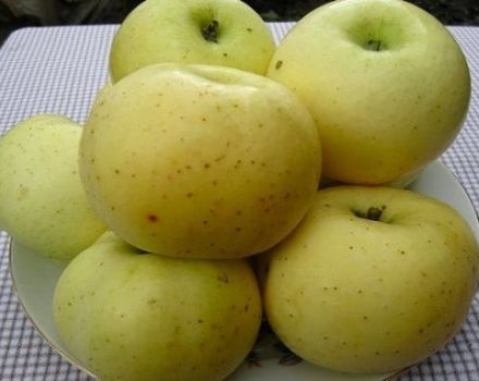 Mô tả về giống và năng suất táo đường vàng, lịch sử giống và vùng trồng