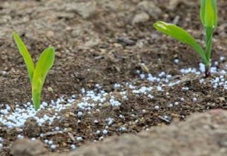 What types of fertilizers are best for peas and their application system