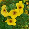 Plantar, cultivar y cuidar el cinquefoil, como y cuando cortar